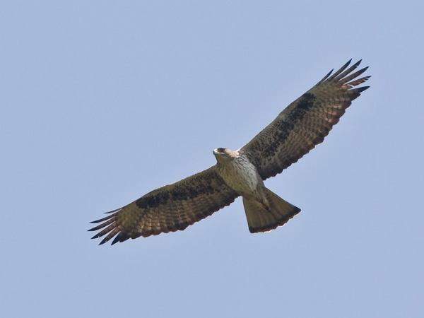 ಭಗವಾನ್ ಮಹಾವೀರ್ ರಾಷ್ಟ್ರೀಯ ಉದ್ಯಾನವನ