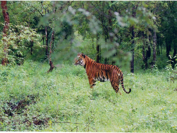 ಭದ್ರ ವನ್ಯಜೀವಿಧಾಮ ಭದ್ರ ವನ್ಯಜೀವಿಧಾಮ
