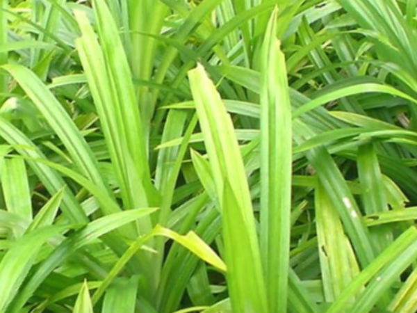 ತಿರುಮಲದಲ್ಲಿದೆ ಮಹಿಮಾನ್ವಿತವಾದ ಎಲೆ...