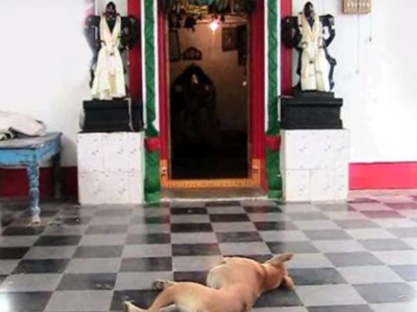 2.ಈ ನಾಯಿಗೆ ಈ ದೇವಾಲಯವೇ ನಿವಾಸ..