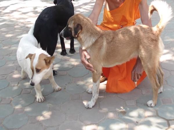 4.ಈ ನಾಯಿಗೆ ಈ ದೇವಾಲಯವೇ ನಿವಾಸ...