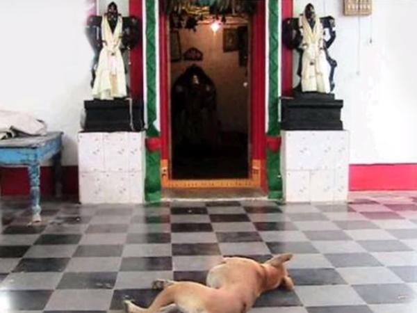 5.ಈ ನಾಯಿಗೆ ಈ ದೇವಾಲಯವೇ ನಿವಾಸ...