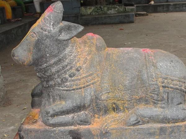 3.ವರ್ಷಕ್ಕೆ ಒಮ್ಮೆ ಬಂಗಾರ ಬಣ್ಣದಲ್ಲಿ ಬದಲಾಗುವ ನಂದಿ!