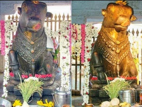 4.ವರ್ಷಕ್ಕೆ ಒಮ್ಮೆ ಬಂಗಾರ ಬಣ್ಣದಲ್ಲಿ ಬದಲಾಗುವ ನಂದಿ!