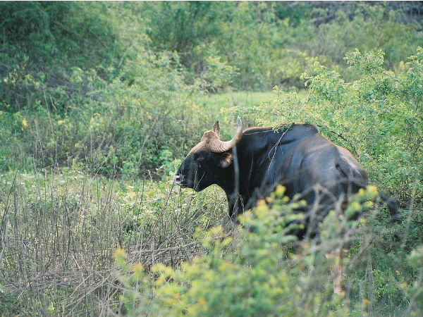 ಭದ್ರ ವನ್ಯಜೀವಿಧಾಮ ಭದ್ರ ವನ್ಯಜೀವಿಧಾಮ