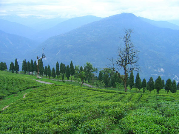 2. ಟೆಮಿ ಟೀ ಗಾರ್ಡನ್