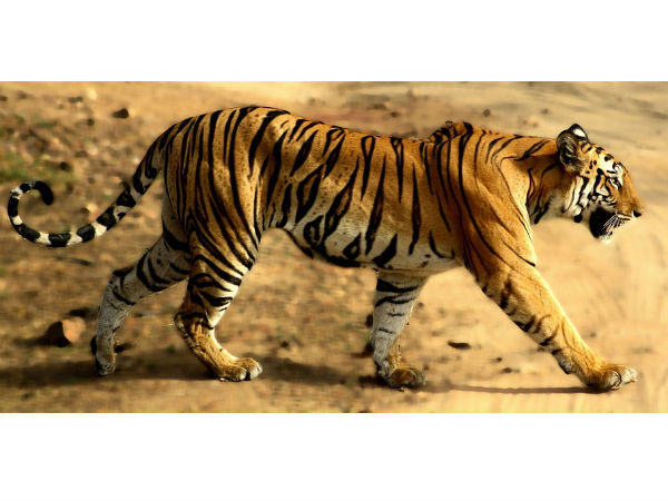 ಬ೦ದವ್ ಗರ್ಹ್ ಅಭಯಾರಣ್ಯ