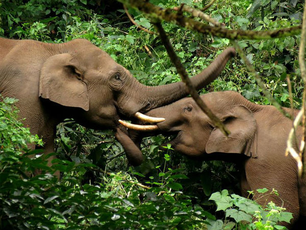 ಪೆರಿಯಾರ್ ಅಭಯಾರಣ್ಯ