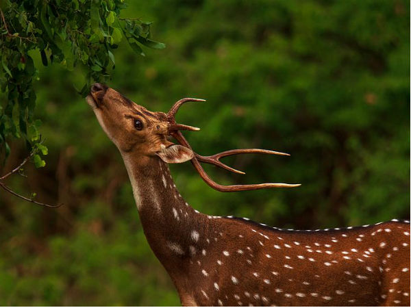 ಬ೦ಡೀಪುರ ಅಭಯಾರಣ್ಯ
