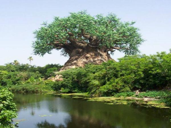 ನಲ್ಲಮಲ ಅಡವಿಯಲ್ಲಿ ಮಿಸ್ಟರಿ ಮರ..!