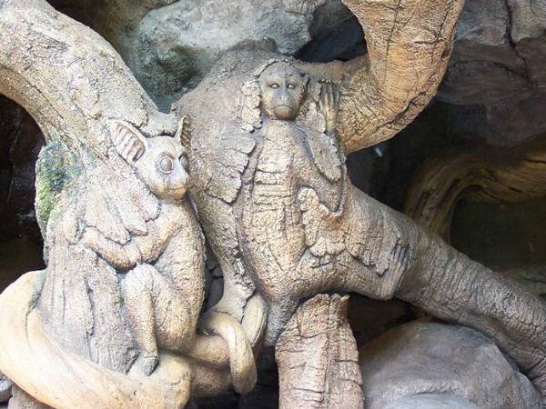 ನಲ್ಲಮಲ ಅಡವಿಯಲ್ಲಿ ಮಿಸ್ಟರಿ ಮರ..!