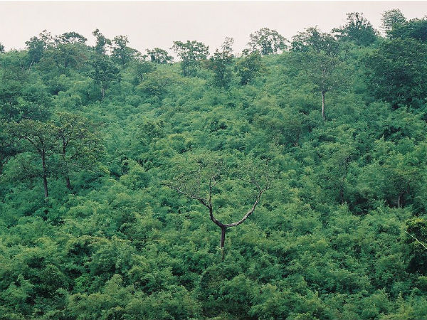 ಭದ್ರ ವನ್ಯಜೀವಿಧಾಮ ಭದ್ರ ವನ್ಯಜೀವಿಧಾಮ