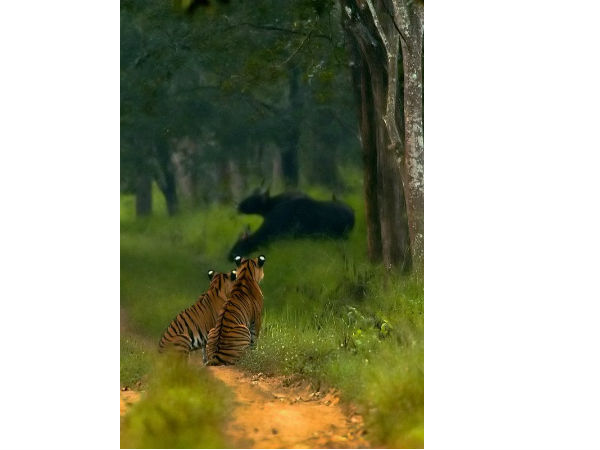ಭದ್ರಾ ಟೈಗರ್ ರಿಸರ್ವ್