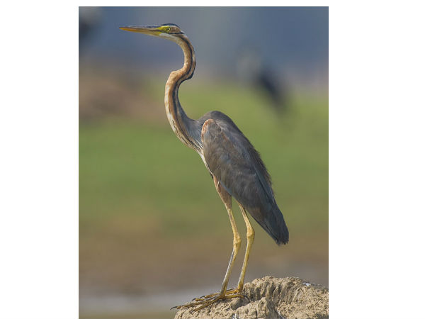 ಮುದುಮಲೈ ರಾಷ್ಟ್ರೀಯ ಉದ್ಯಾನವನ
