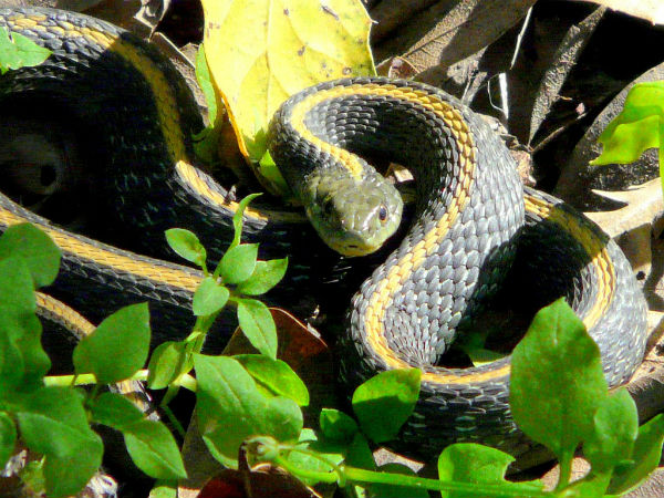 ರಾಜೀವ್ ಗಾ೦ಧಿ ಜೀವಶಾಸ್ತ್ರೀಯ ಉದ್ಯಾನವನ