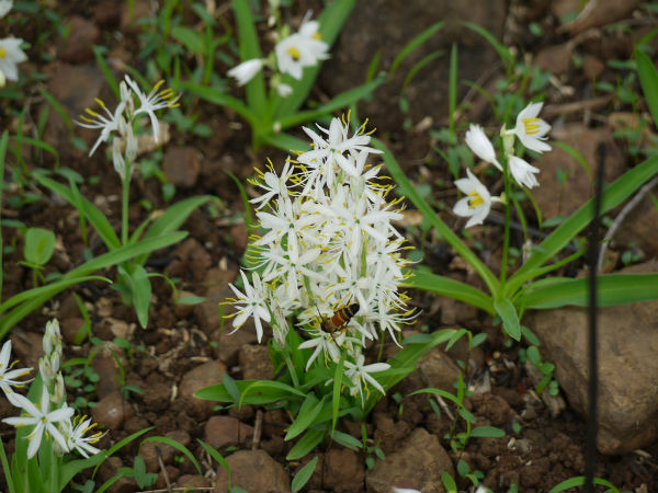 ಕಲ್ಪತರು ಸಸ್ಯಶಾಸ್ತ್ರೀಯ ಉದ್ಯಾನವನ