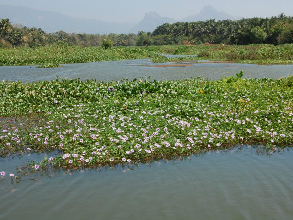 ಅಸವ್ಲಿ ಅಣೆಕಟ್ಟು