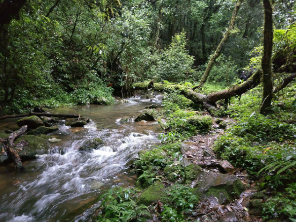 ಮಾವ್ಫ್ಲಾ೦ಗ್ ಸೇಕ್ರೆಡ್ ಫ಼ಾರೆಸ್ಟ್
