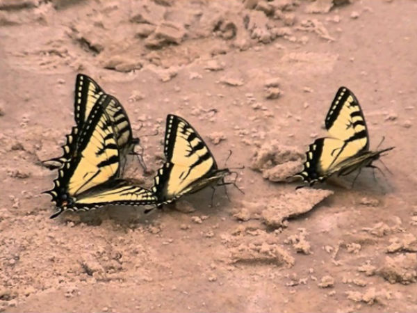 ಗೋವಾದಲ್ಲಿನ ರಹಸ್ಯ ಶೃಂಗಾರ ಬೀಚ್ಗಳು ಇವೆ....