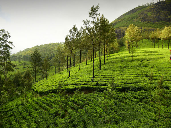 ಮುನ್ನಾರ್