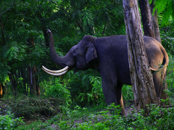 ವಯನಾಡ್