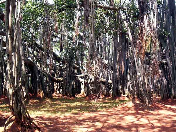 ದೊಡ್ಡ ಆಲದ ಮರ ದೂರ - 25 ಕಿಮೀ.