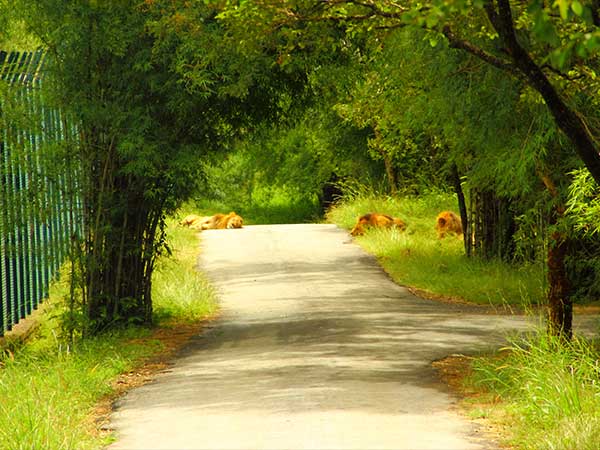 ಬನ್ನೇರುಘಟ್ಟ ರಾಷ್ಟ್ರೀಯ ಉದ್ಯಾನ ದೂರ - 36 ಕಿ