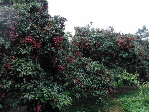 ಮುಜ಼ಫ಼್ಪರ್ ಪುರ್