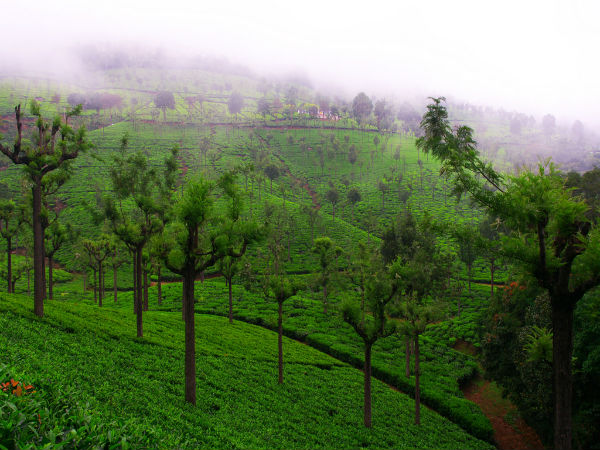 ಮೈಸೂರಿನಿ೦ದ ಕೂನೂರಿನವರೆಗೆ