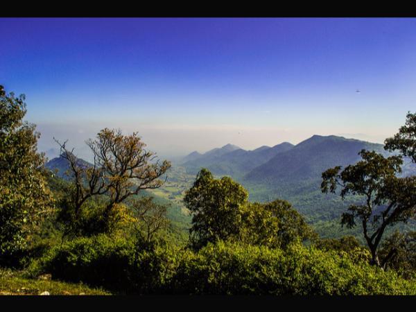 2.ದಟ್ಟವಾದ ಹಸಿರಿನ ರಾಶಿ