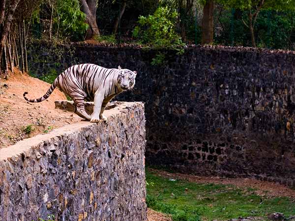 ವ೦ಡಲೂರು ಮೃಗಾಲಯ