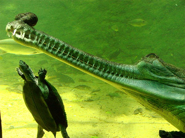 2) ತಿರುವಿಧಂದೈ