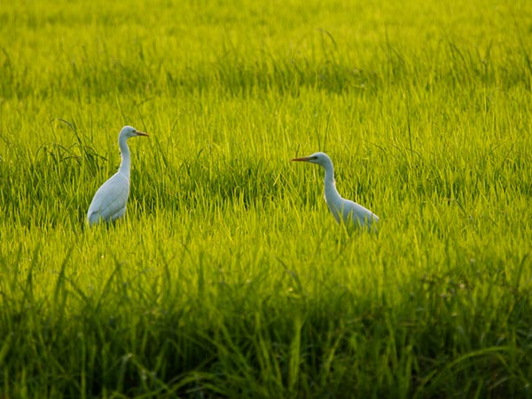 ವೇದಾ೦ತ೦ಗಳ್ ಪಕ್ಷಿಧಾಮ