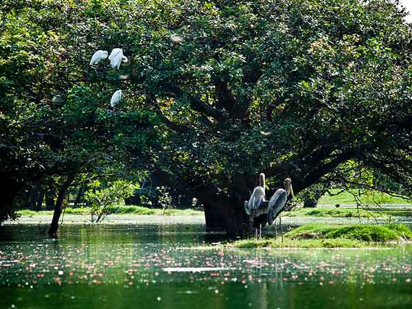 1) ಪಕ್ಷಿವೀಕ್ಷಣೆ