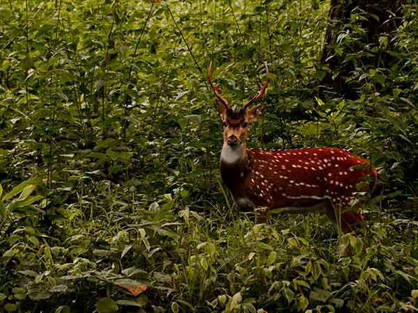 1) ಮೇಘಮಲೈ ವನ್ಯಜೀವಿ ಅಭಯಾರಣ್ಯ