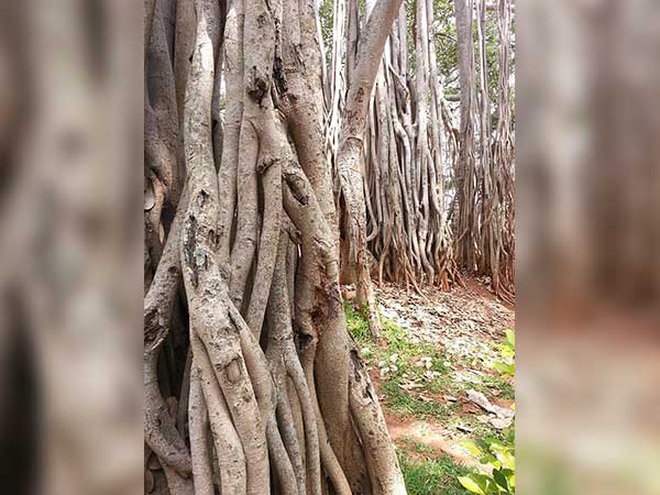 2) ದೊಡ್ಡ ಆಲದ ಮರ , ಕರ್ನಾಟಕ