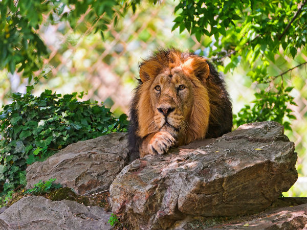2. ಗೀರ್ ನ ಏಷ್ಯಾದ ಸಿಂಹಗಳು
