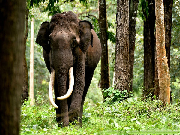 4. ನಾಗರಹೊಳೆ ಯು ಆನೆಗಳಿಗಾಗಿ