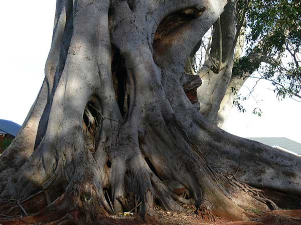 ದೊಡ್ಡ ಸಂಪಿಗೆ ಮರ