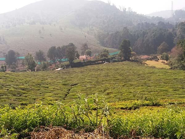 4.ಇಟಾಲಿಯನ್ ಗಾರ್ಡನ್