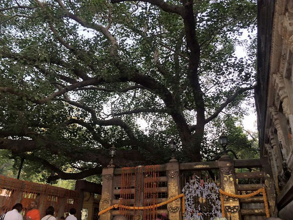 ಬೋಧಿ ವೃಕ್ಷ