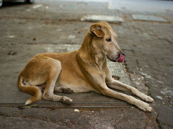 ವಾರದಲ್ಲಿ ಮೂರು ದಿನ ಪೂಜೆ