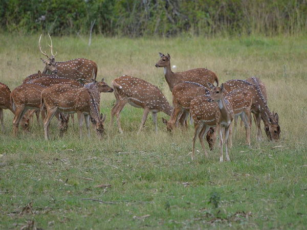 ಬಂಡೀಪುರ