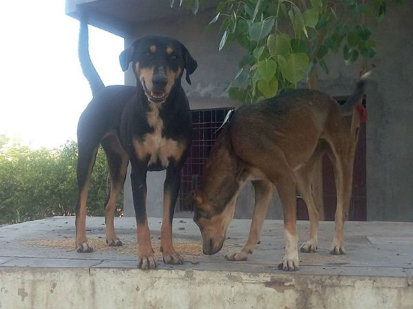 ಎಲ್ಲಿದೆ ಈ ದೇವಸ್ಥಾನ