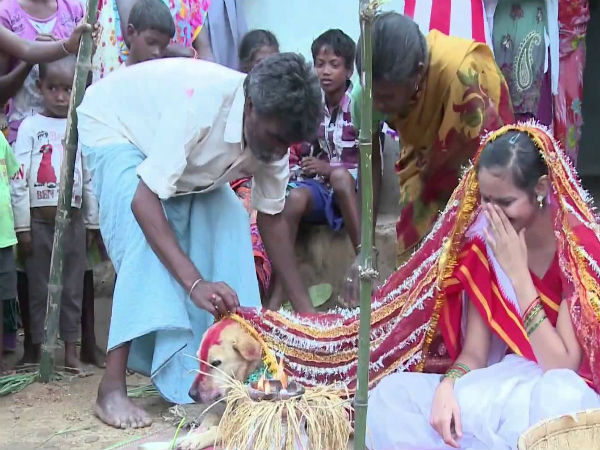 ನಾಯಿಯನ್ನು ಮದುವೆಯಾದರೆ ಅದೃಷ್ಟ ಬದಲಾಗುತ್ತದಂತೆ