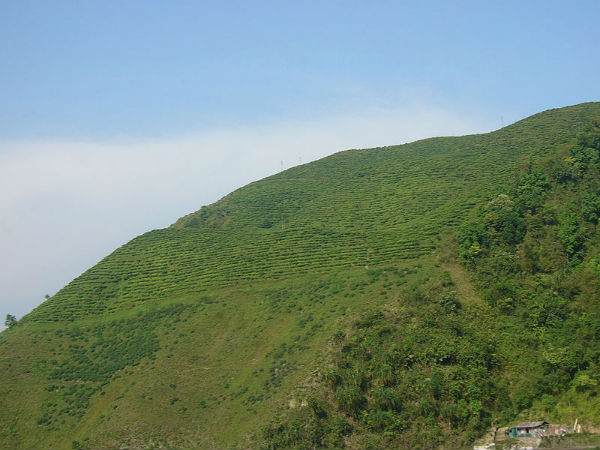 ಕುರ್ಸೆಯಾಂಗ್, ಪಶ್ಚಿಮ ಬಂಗಾಳ