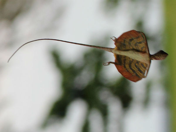 ಹಾರುವ ಹಲ್ಲಿ