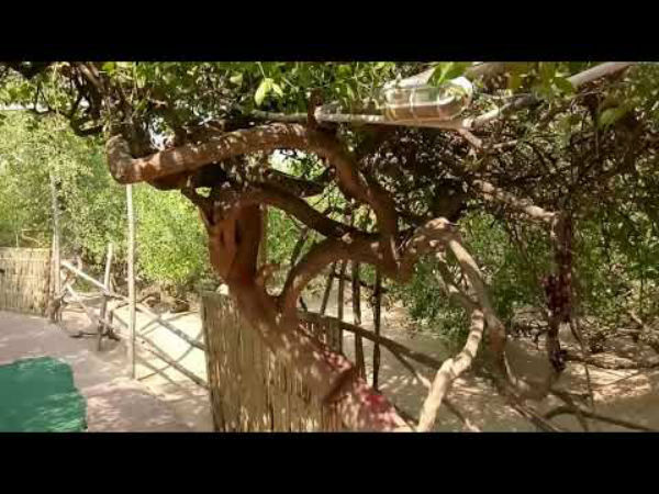ಮರಗಳೇ ಗೋಪಿಕೆಯರಾಗುತ್ತವೆ