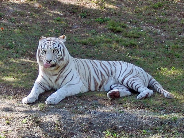 ಬಂಧಾವ್ ಘರ್ ರಾಷ್ಟ್ರೀಯ ಉದ್ಯಾನವನ
