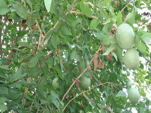 15.ಬಿಲ್ವ ಪತ್ರೆಗಳಿಂದ